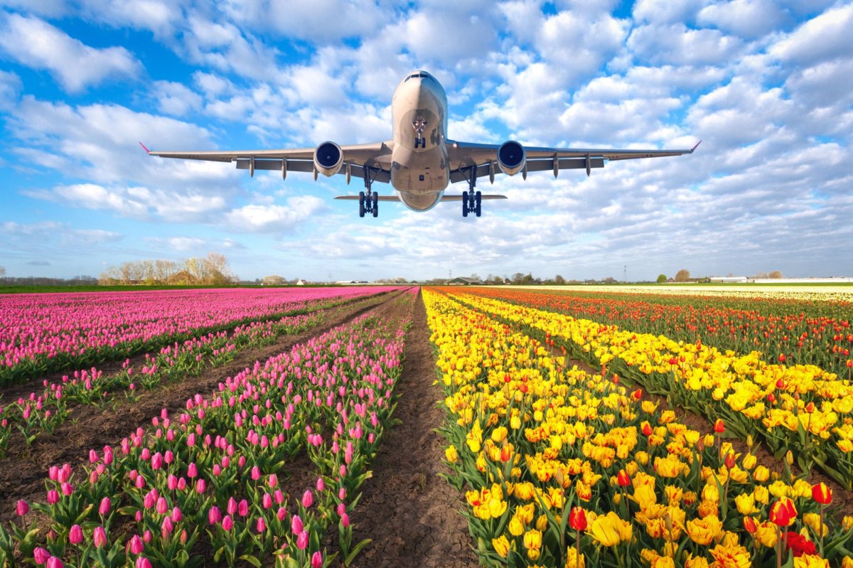 Самолет над полем с цветами