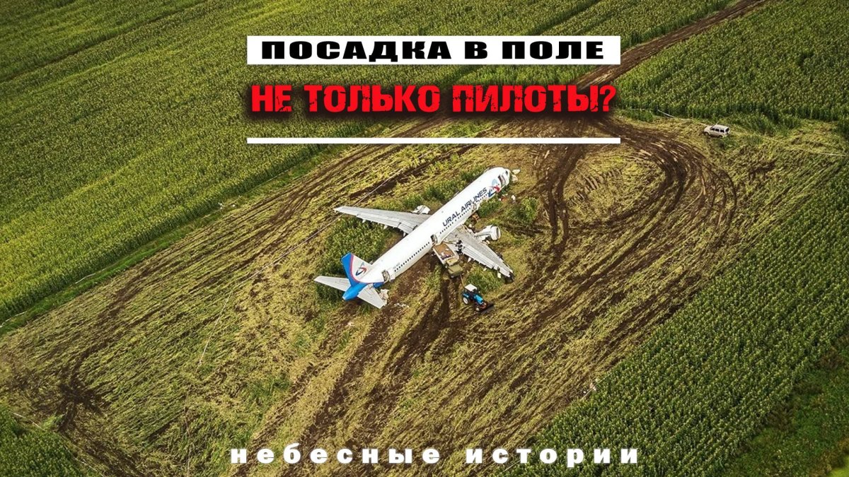 А321 Уральские авиалинии кукурузное поле