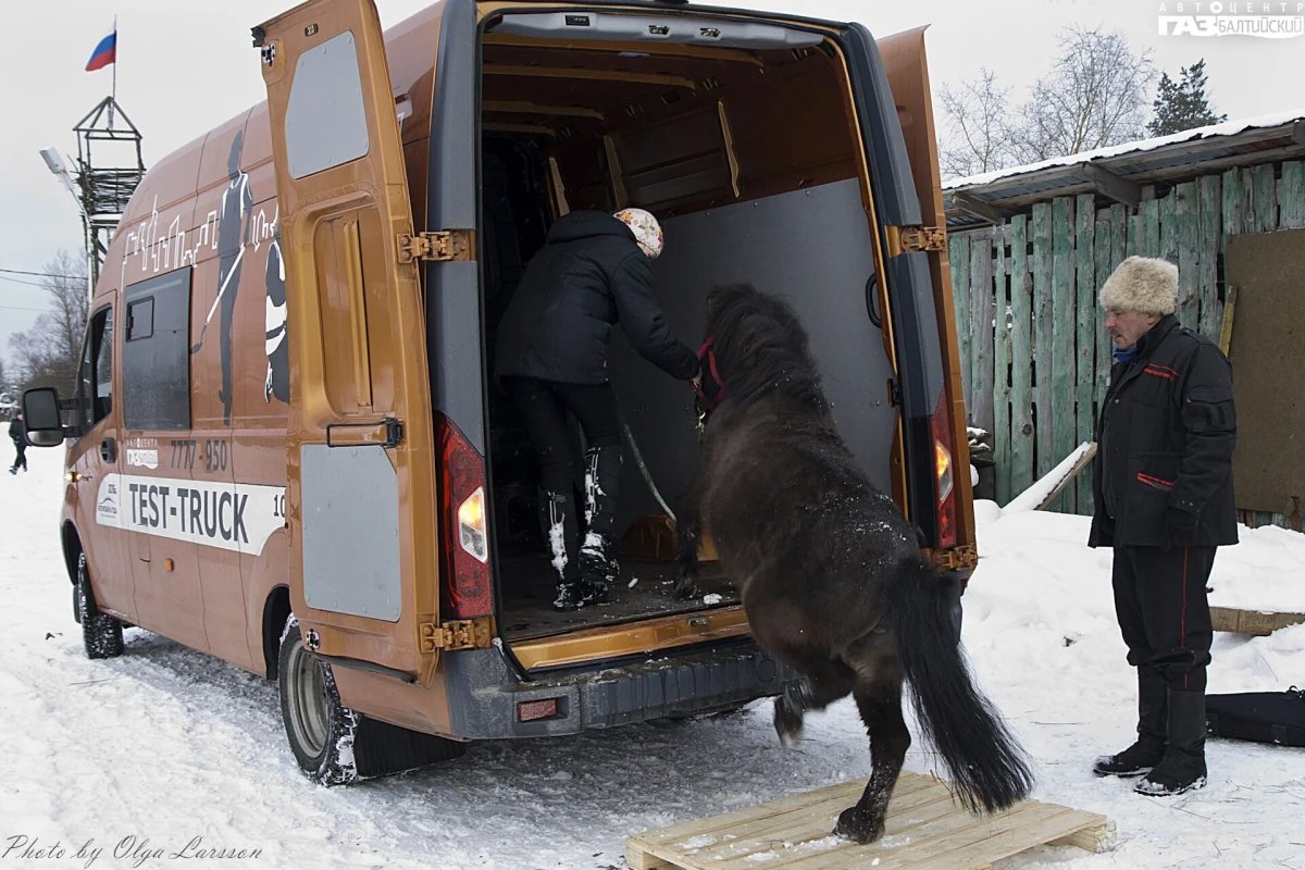 Газель коневоз