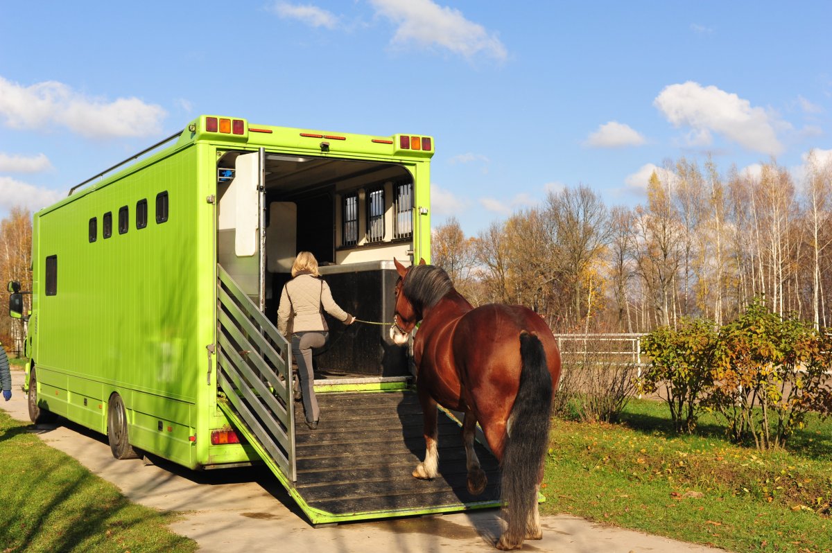 ЛИАЗ коневоз