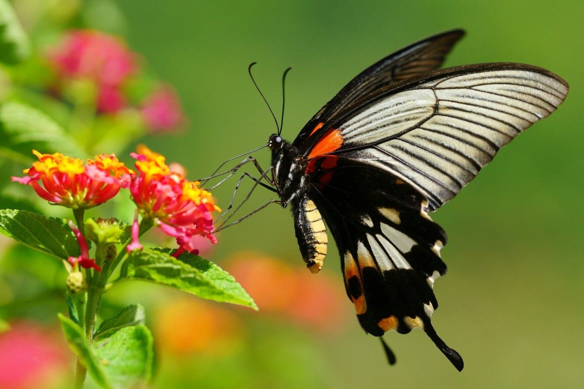 Папилио Леви бабочка
