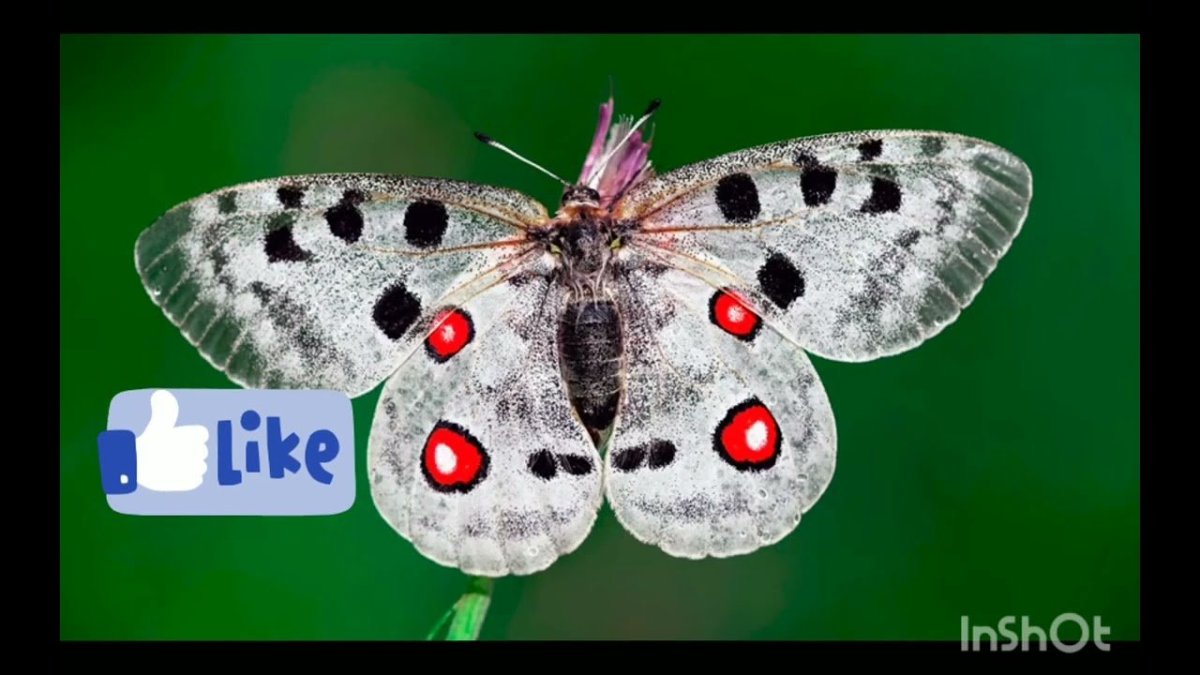 Аполлон обыкновенный бабочка