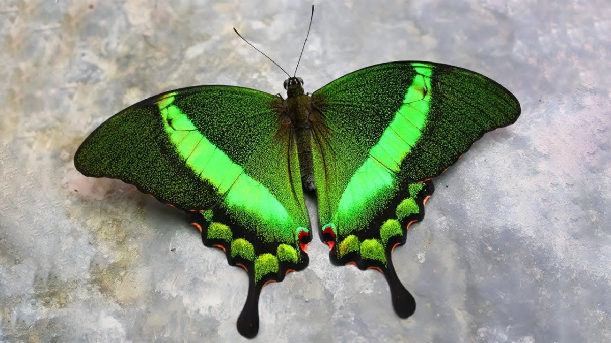 Парусник Палинур Papilio Palinurus
