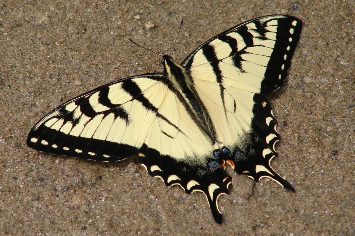 Papilio Glaucus