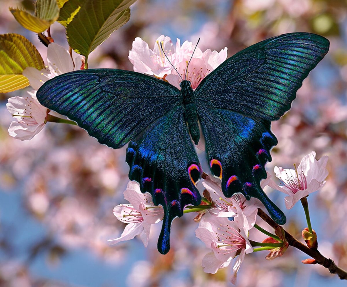 Парусник Маака синий Махаон