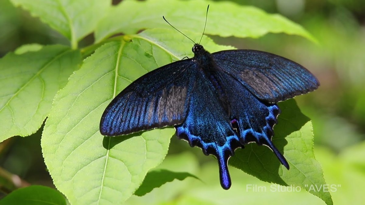 Хвостоносец Маака бабочка