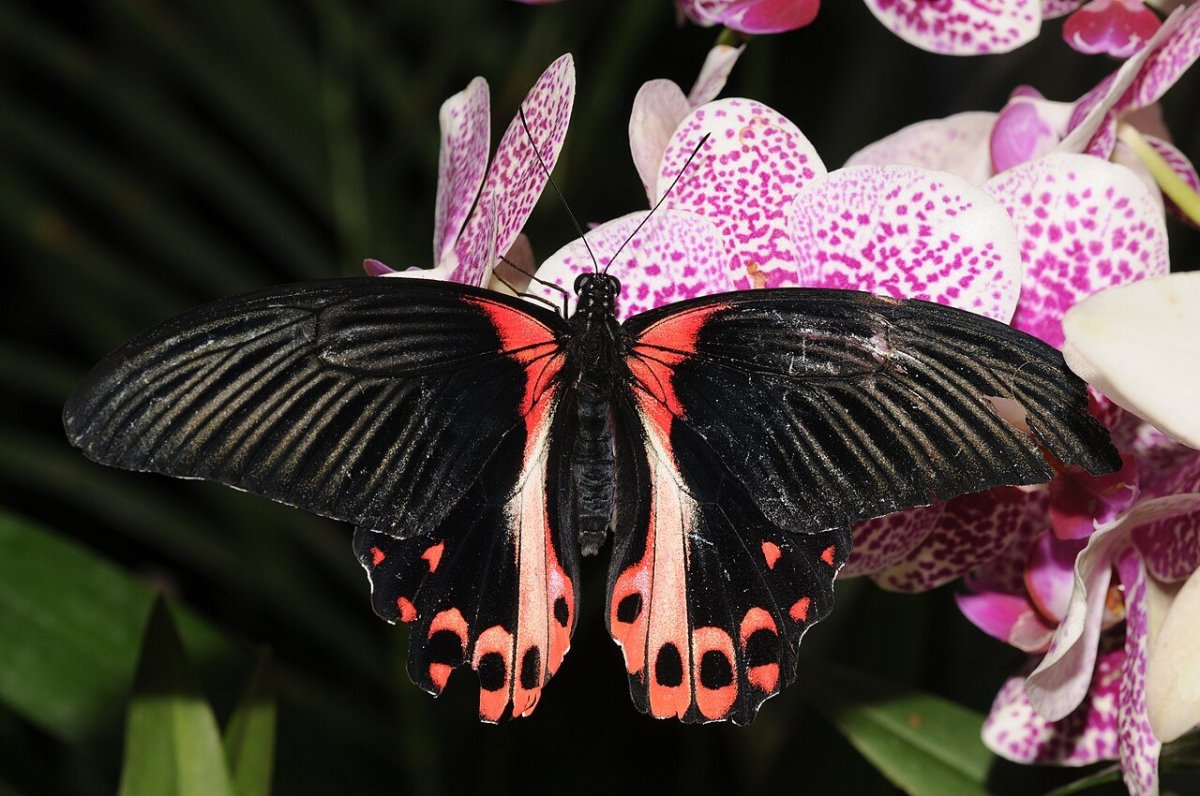 Парусник Румянцева (Papilio Rumanzovia)