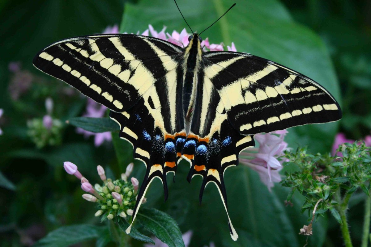 Бабочки Махаон и Подалирий