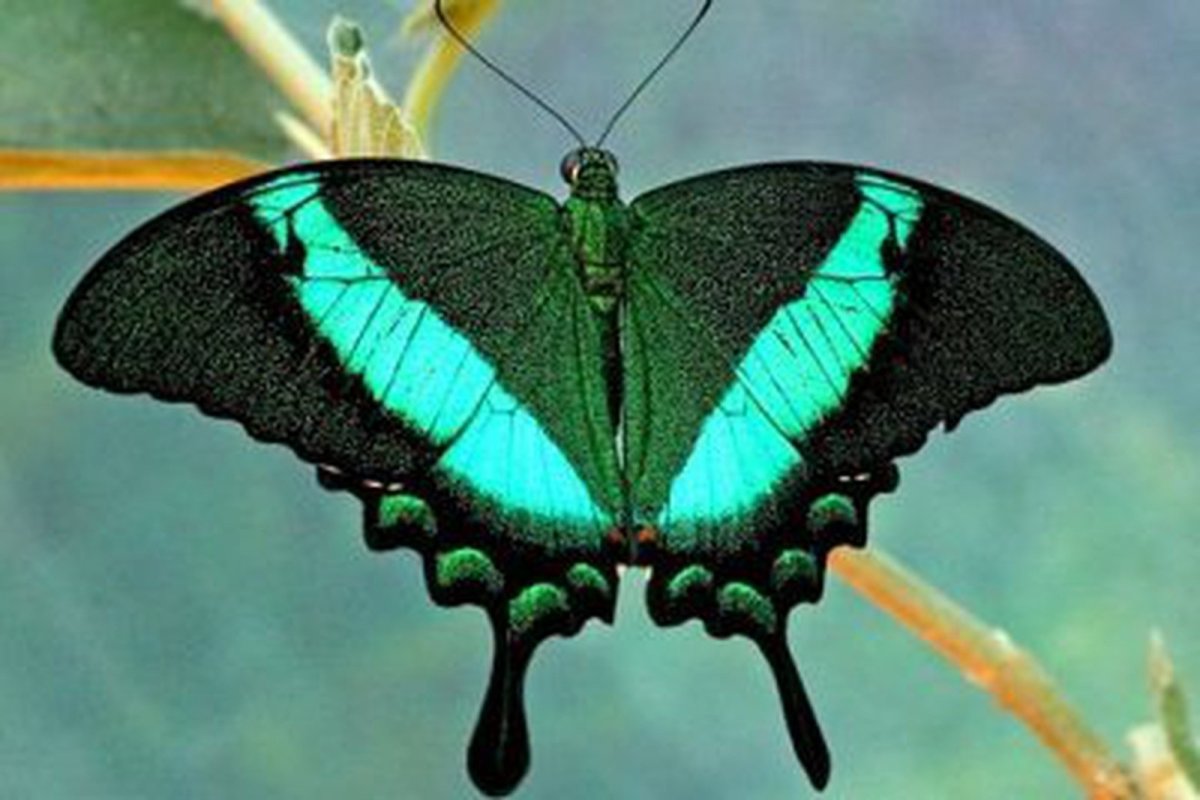 Papilio Palinurus бабочка