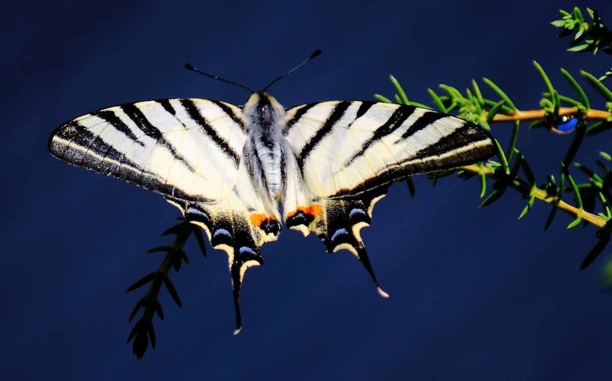 Парусник Кочубей бабочка