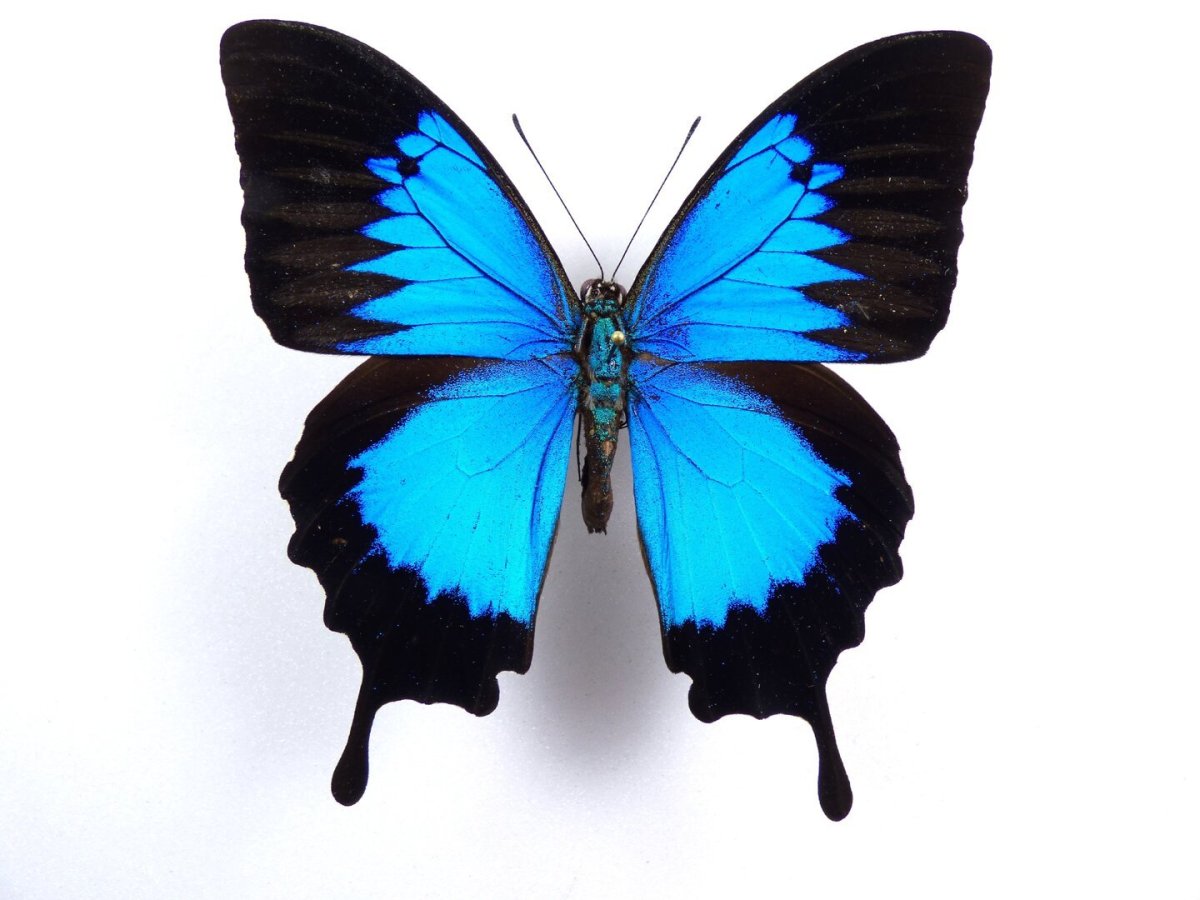 Papilio Ulysses