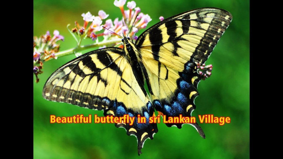 Изумрудный Махаон бабочка