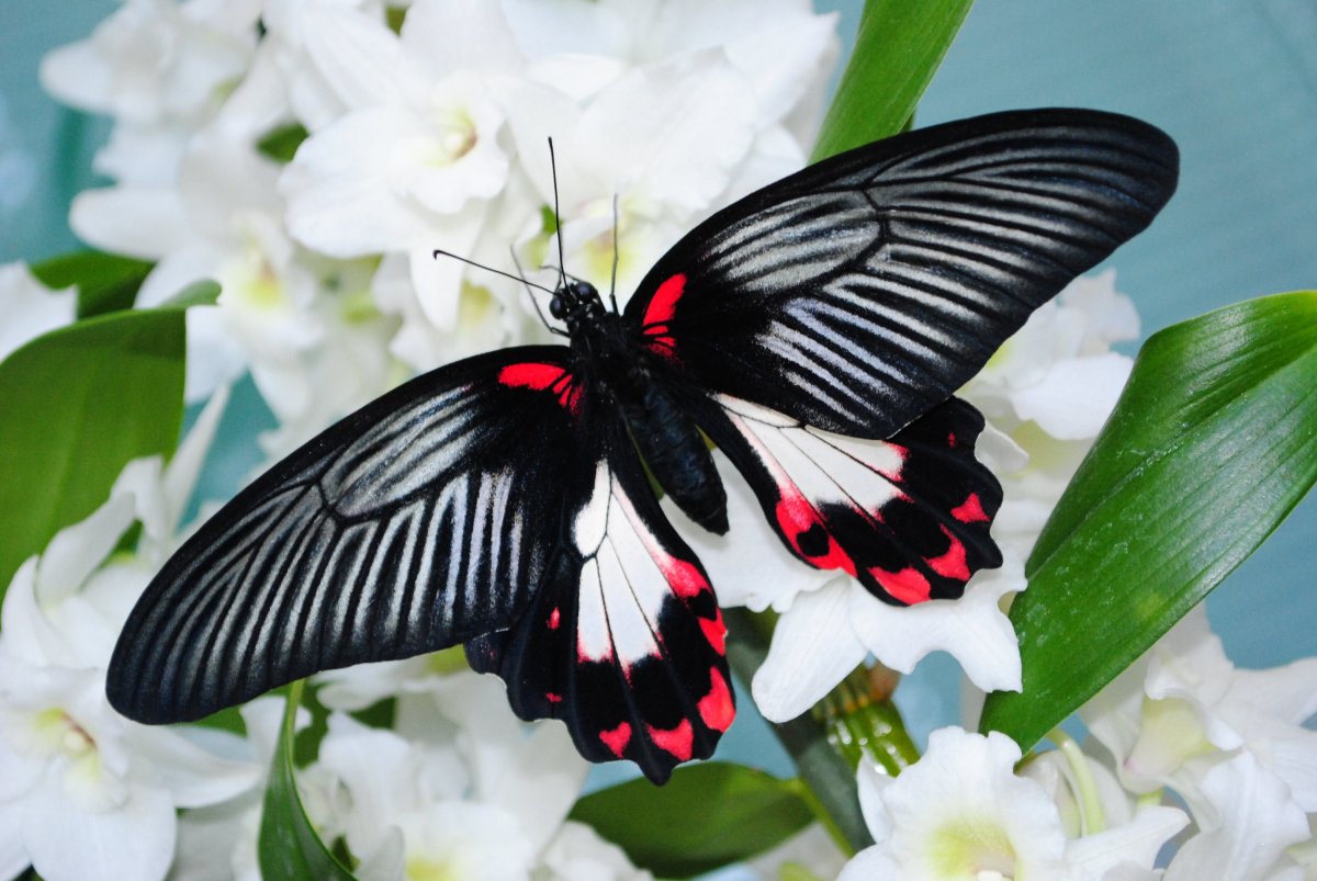 Парусник Румянцева бабочка