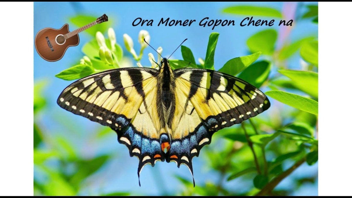 Тигровый Махаон бабочка