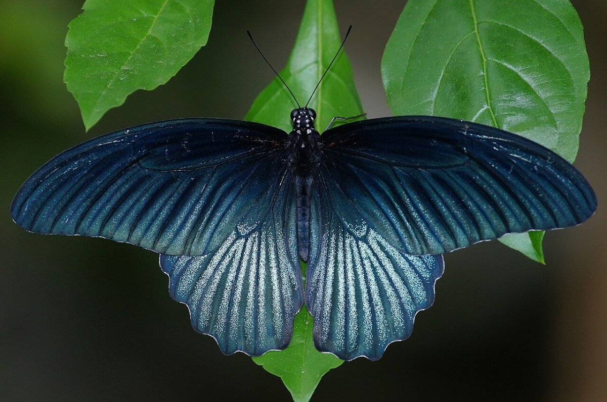 Бабочка Папилио Мемнон