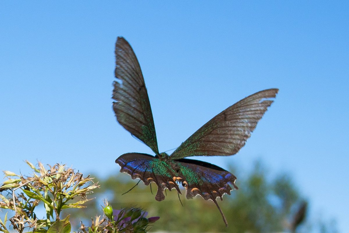 Парусник Маака