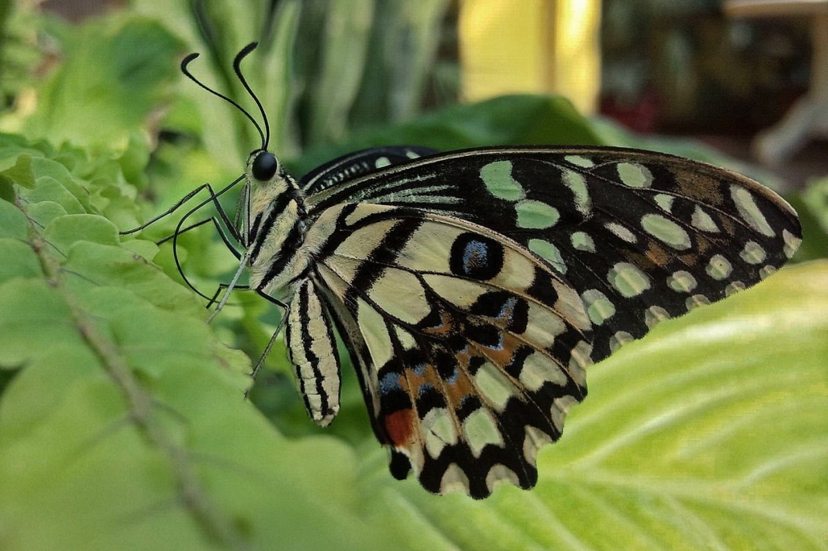 Бабочка парусник Марцел