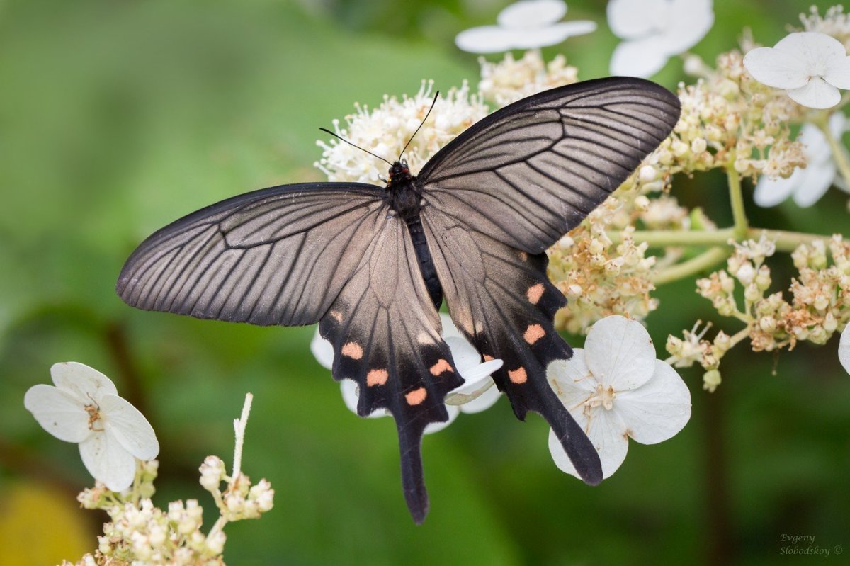 Алкиной (Atrophaneura Alcinous)