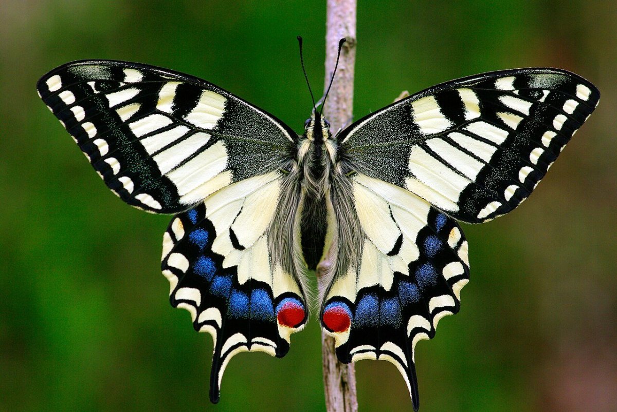 Бабочка Махаон (Papilio Machaon)