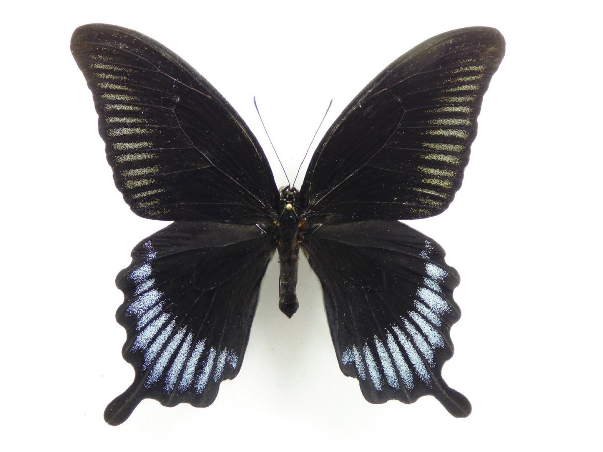 Papilio ascalaphus