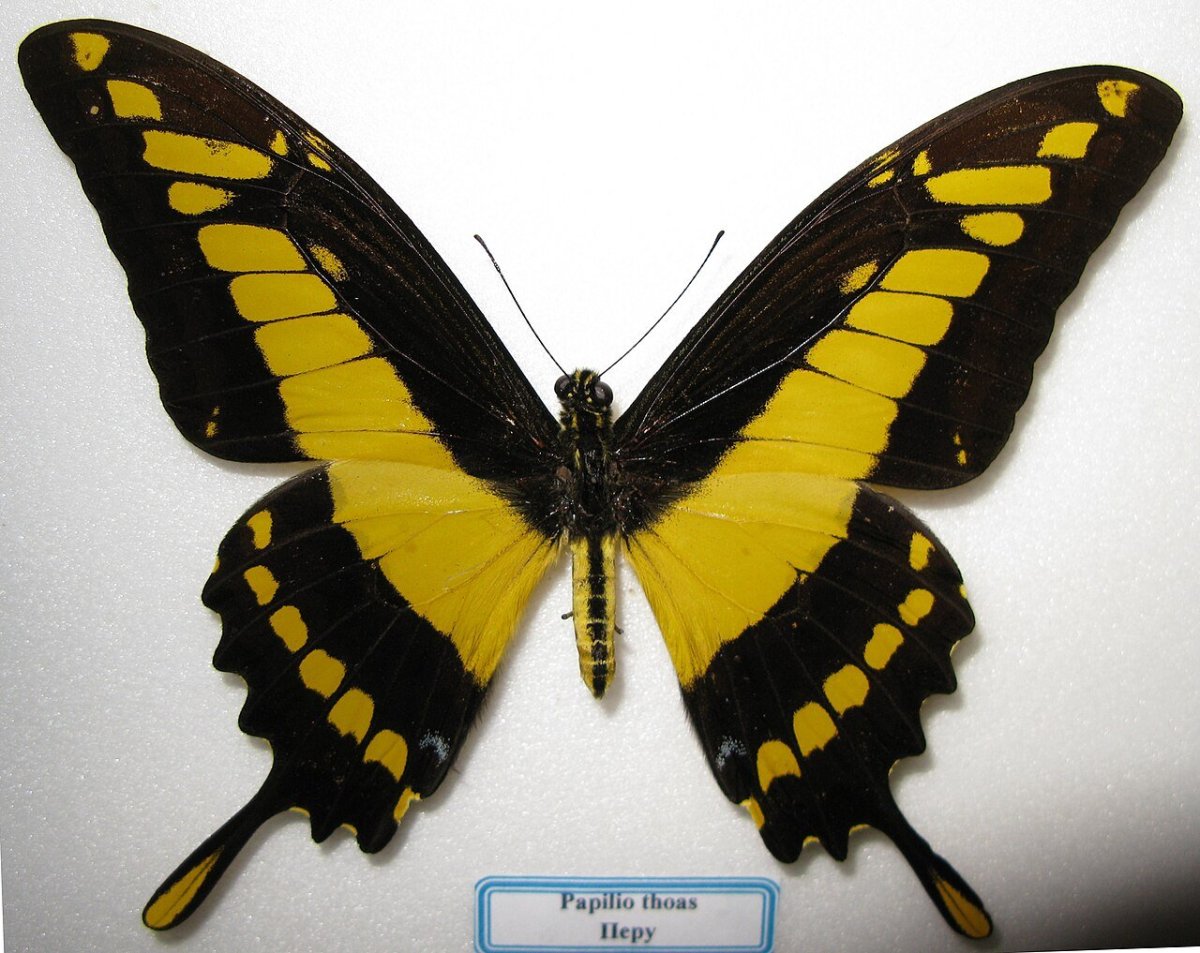 Папилио Тоас бабочка