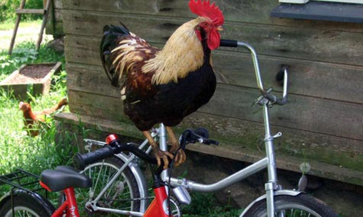Петушок на велосипед