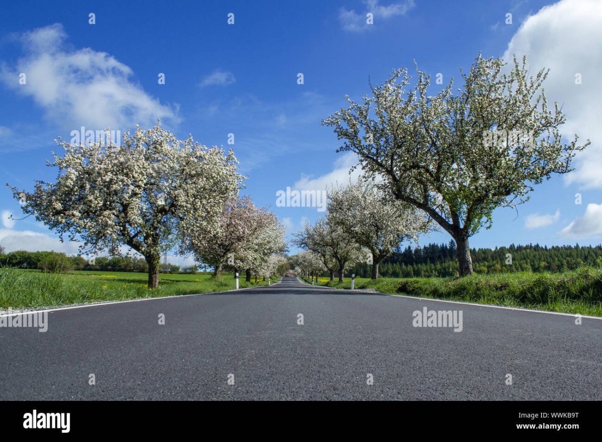 Вишня дерево у дороги