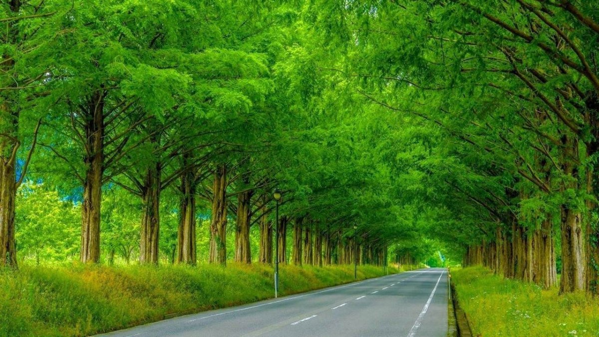 Зеленая аллея лес 4к
