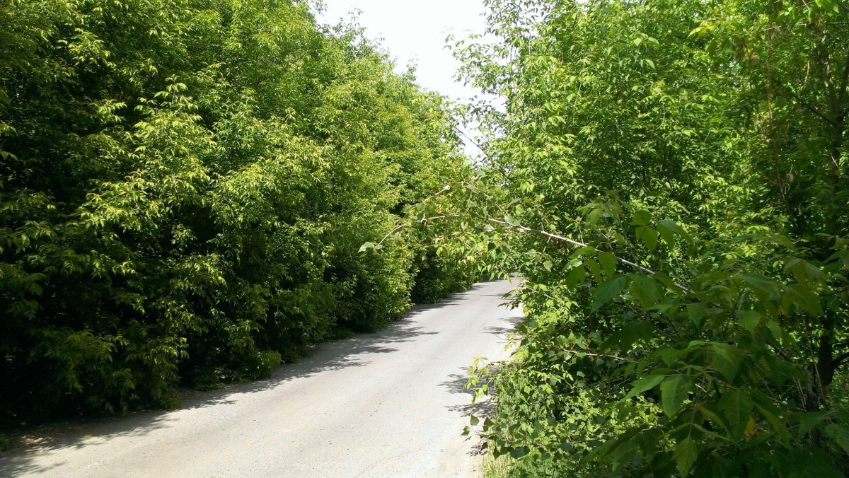 Клён ясенелистный Живая изгородь