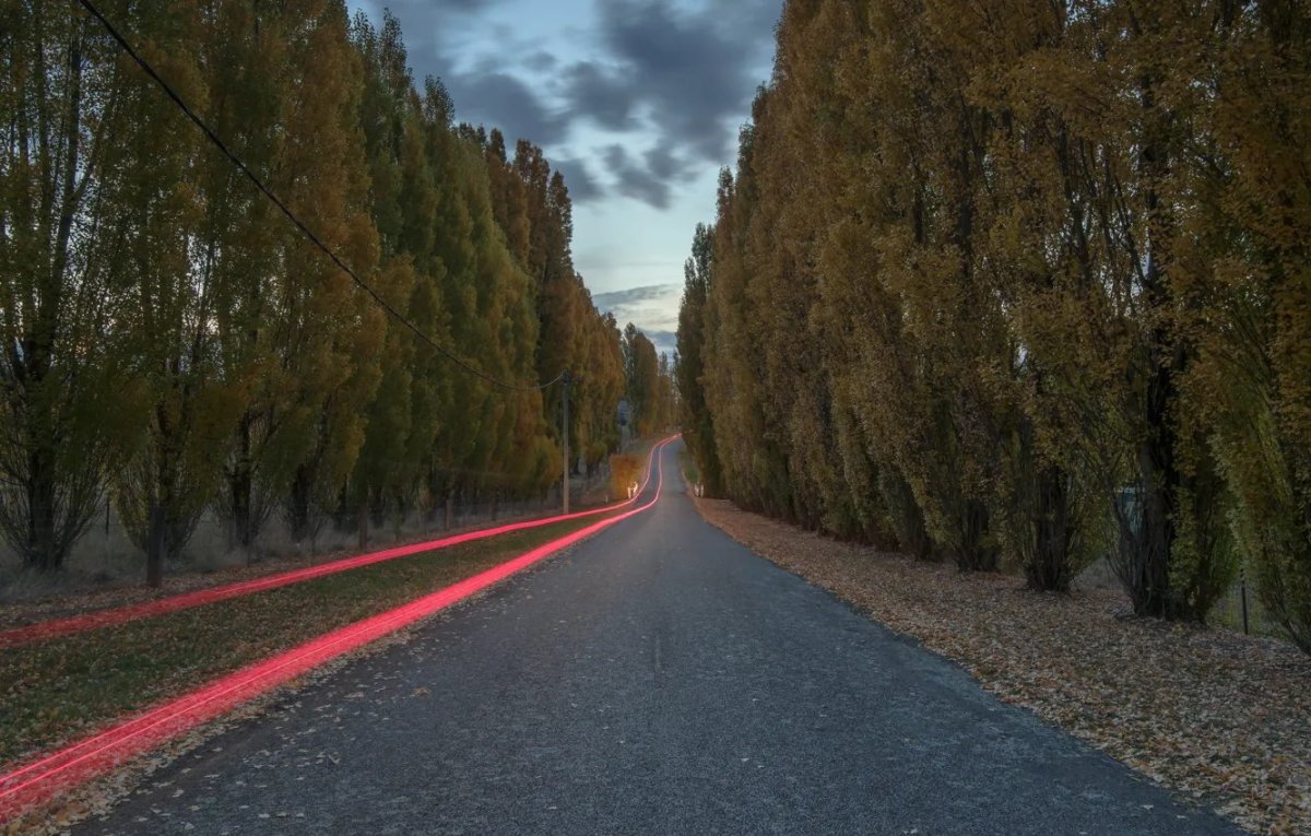 Дорога с деревьями по обеим сторонам