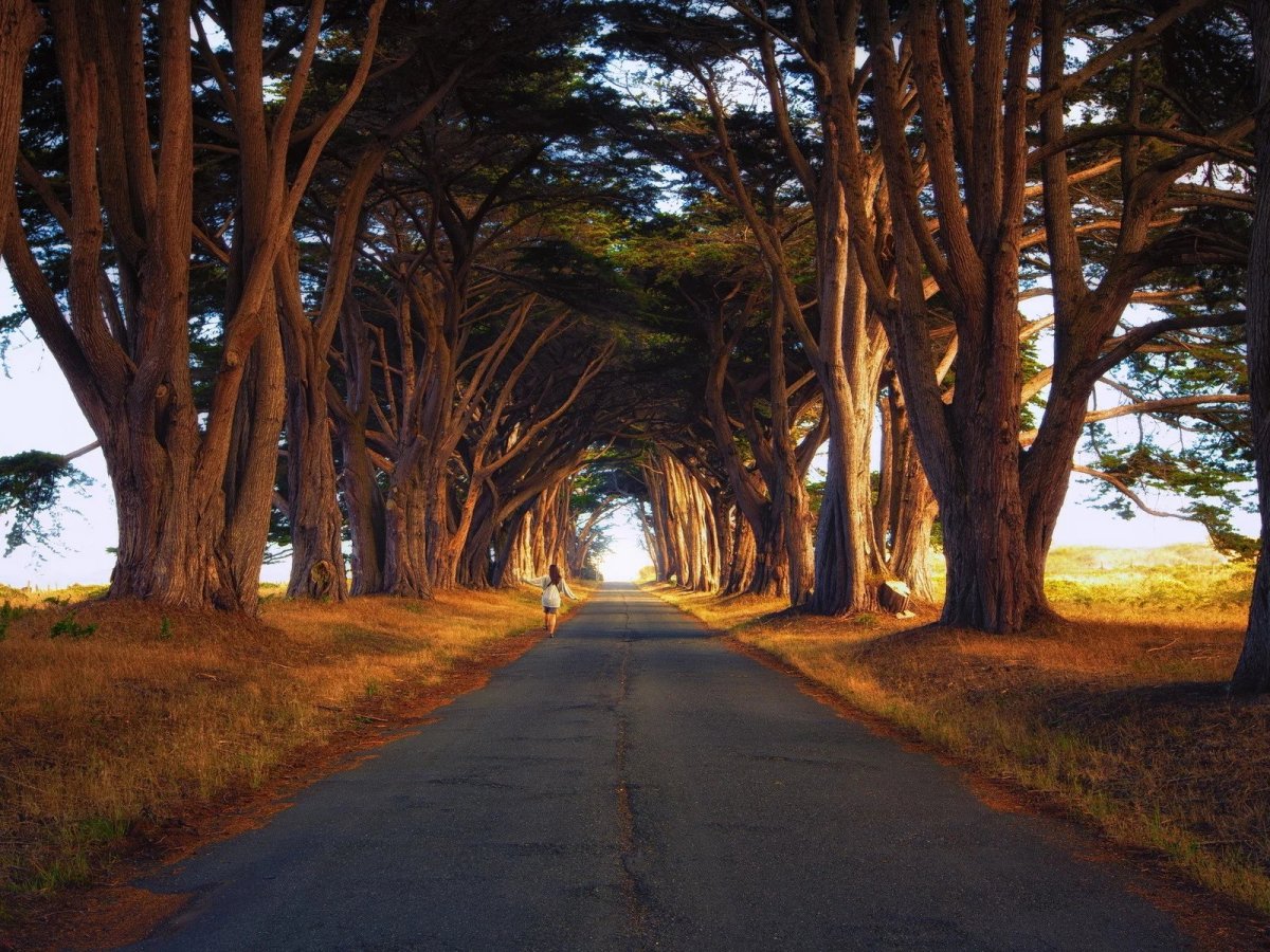 Дубовая аллея Луизиана