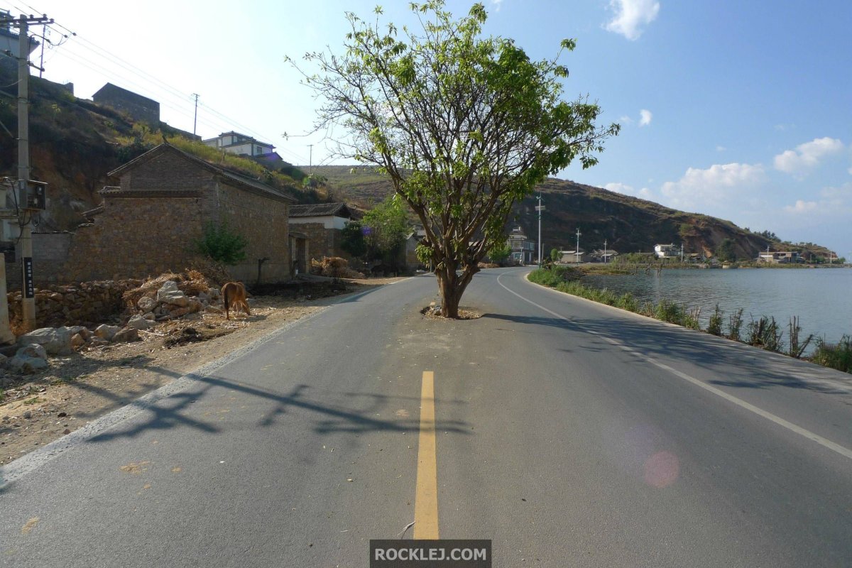 Дерево посреди дороги