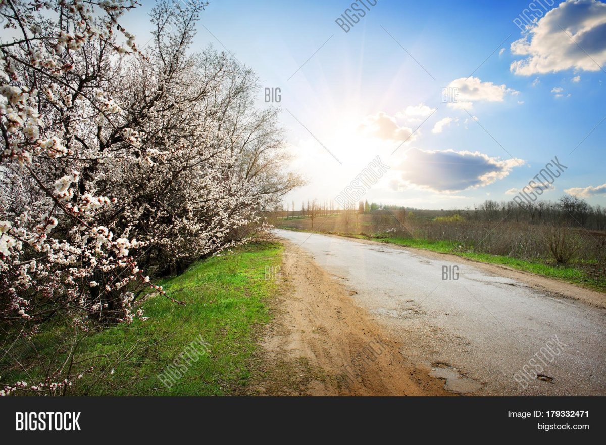Вишня около дороги