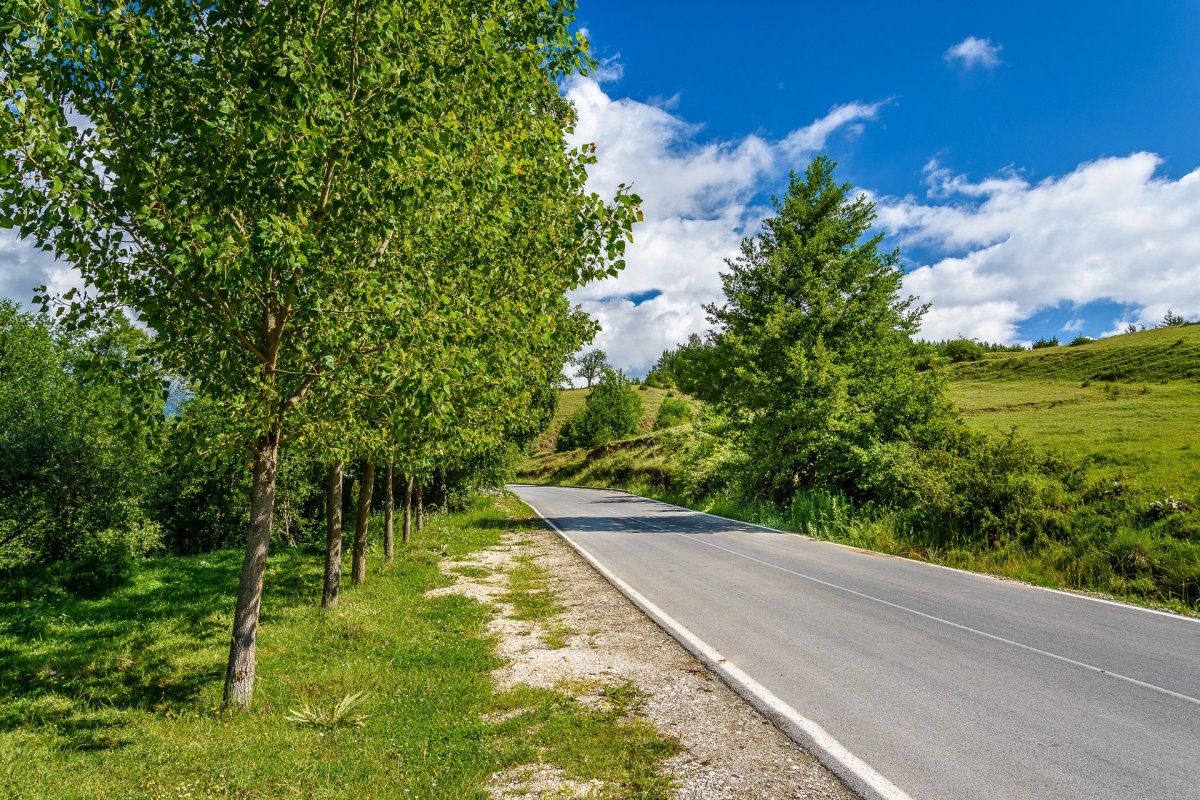Лес вдоль дороги вид сбоку
