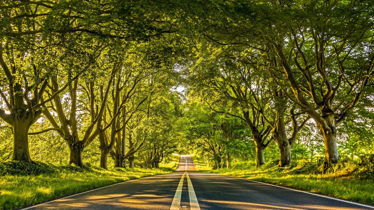 Летняя дорога