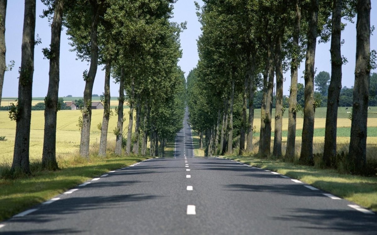 Аллея у дороги