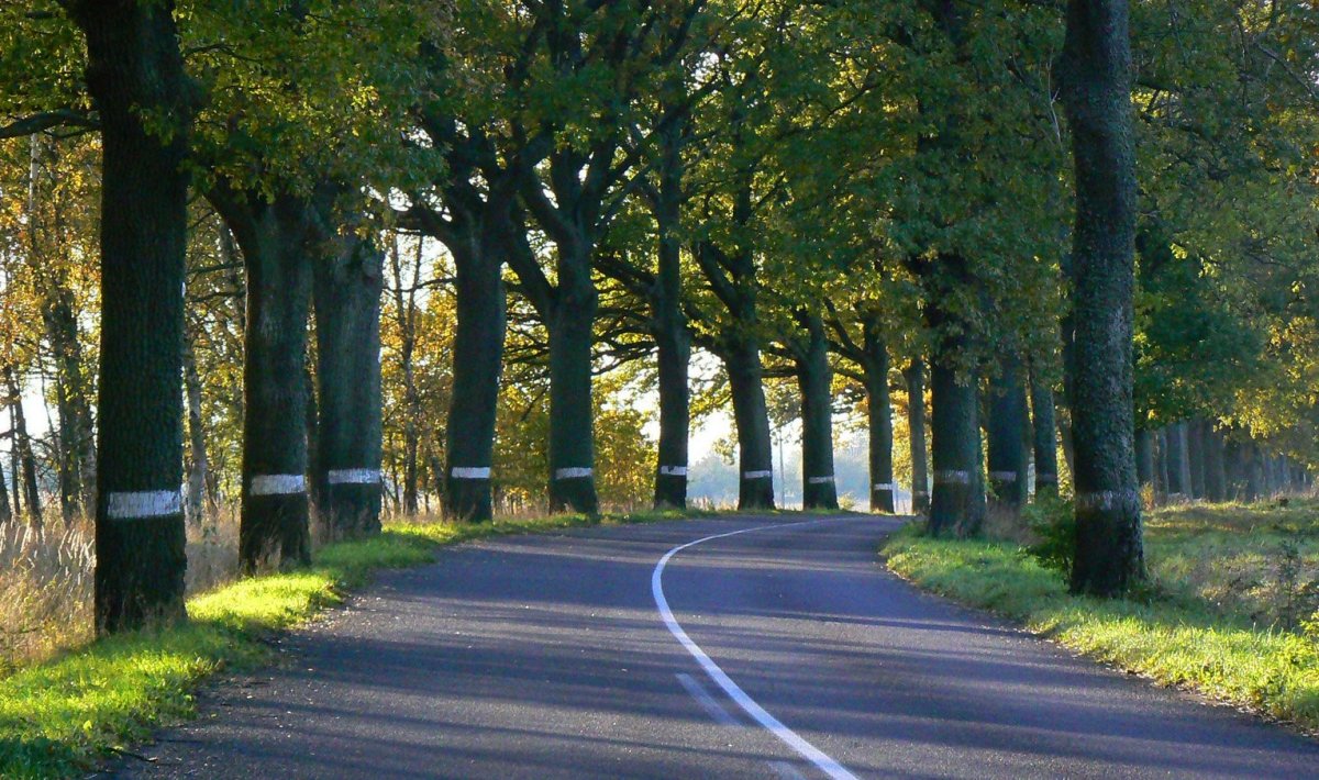 Дубовая аллея Калининград