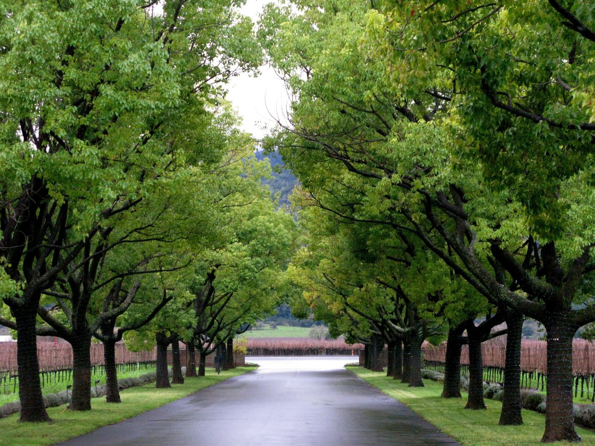 Платан в парке Южные культуры