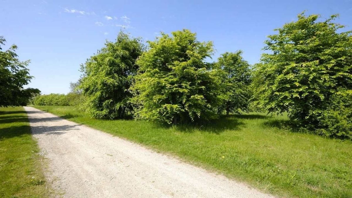 Деревья вдоль трассы