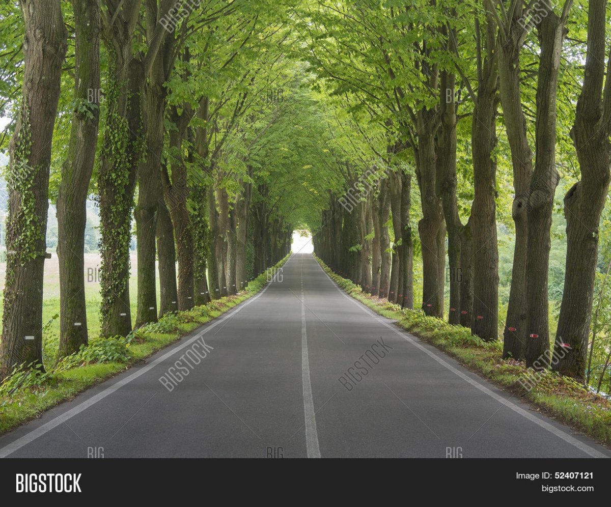 Деревья вдоль дороги