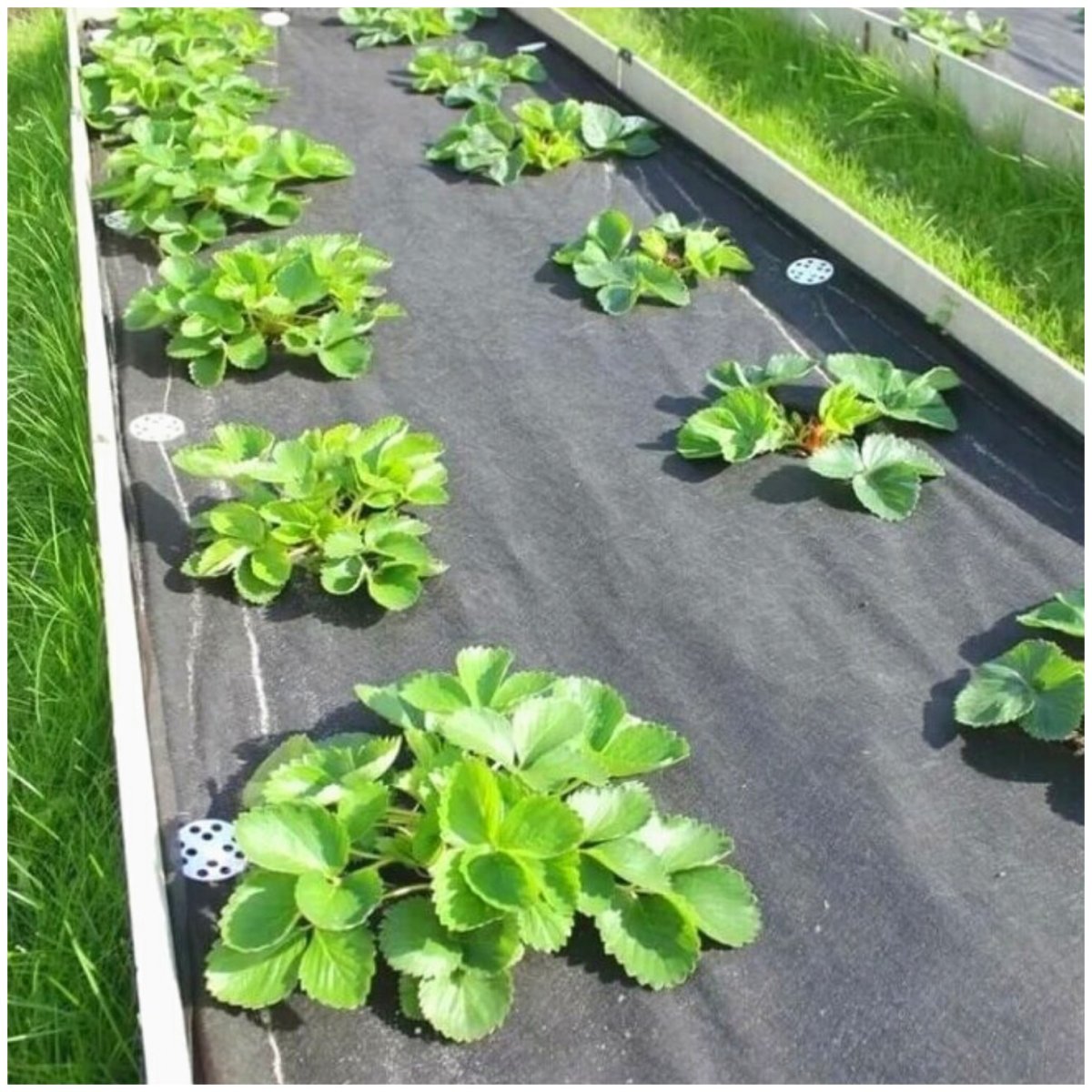 Перфорированная мульча Агротекс