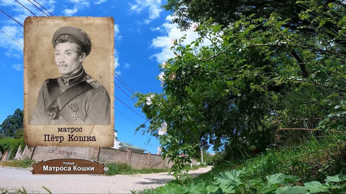 Улица матроса кошки Севастополь