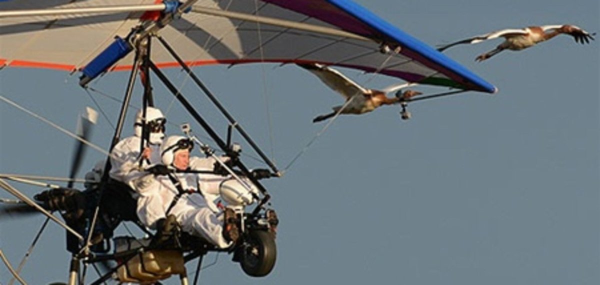 Путин дельтаплан стерхи