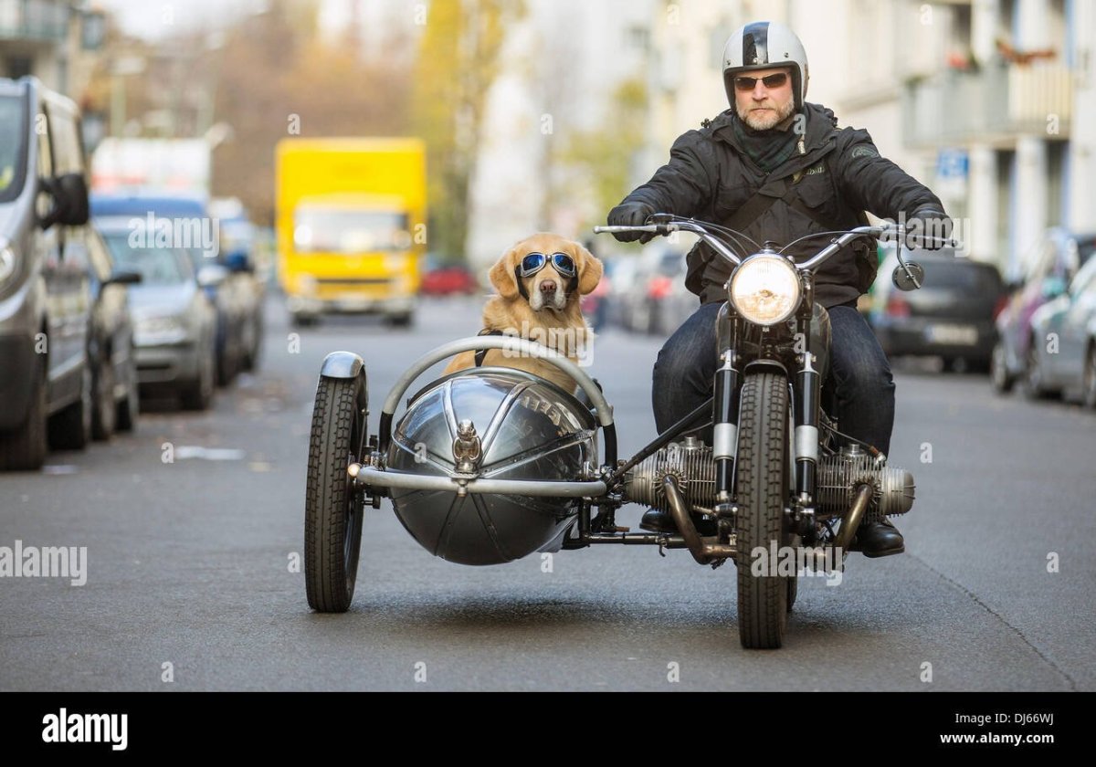 Собака на мотоцикле