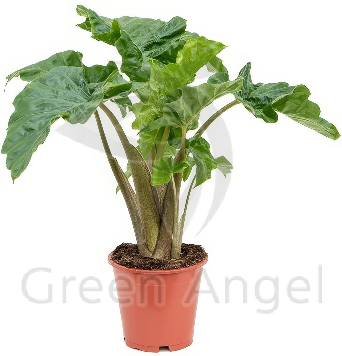 Лоурайдер алоказия