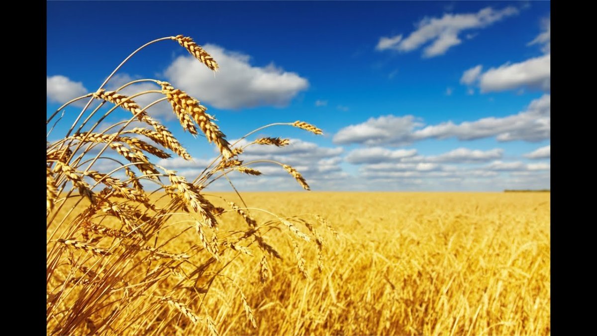 Поле пшеницы