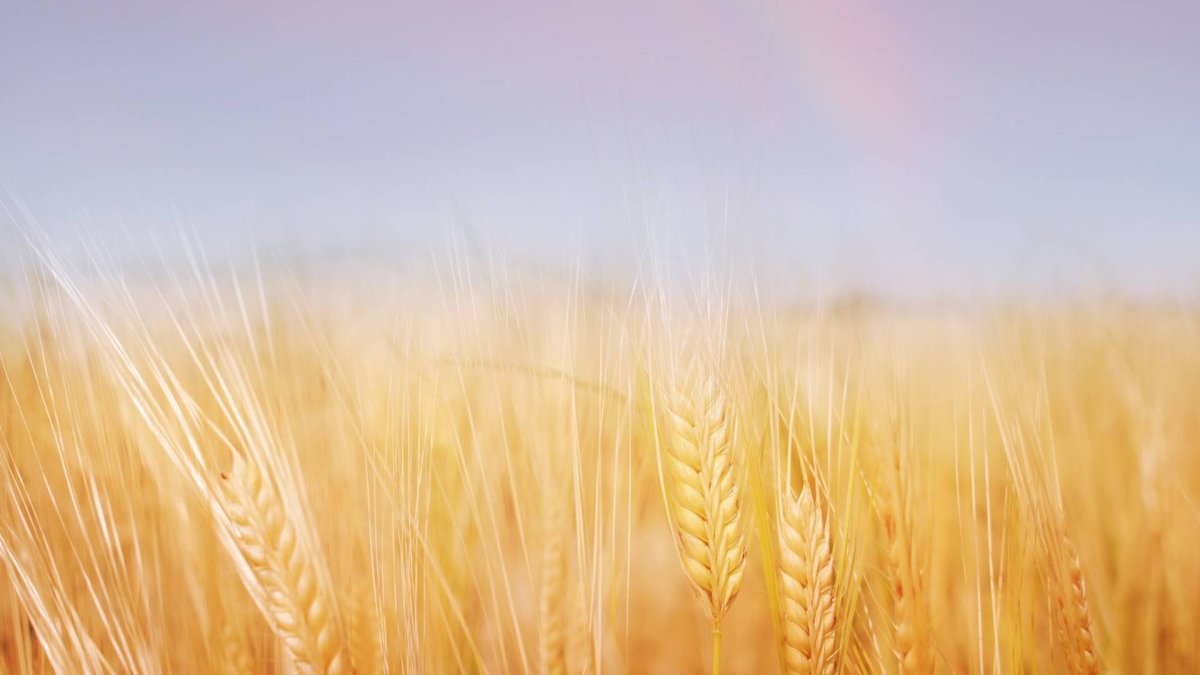 Пшеничное поле Кисловодск