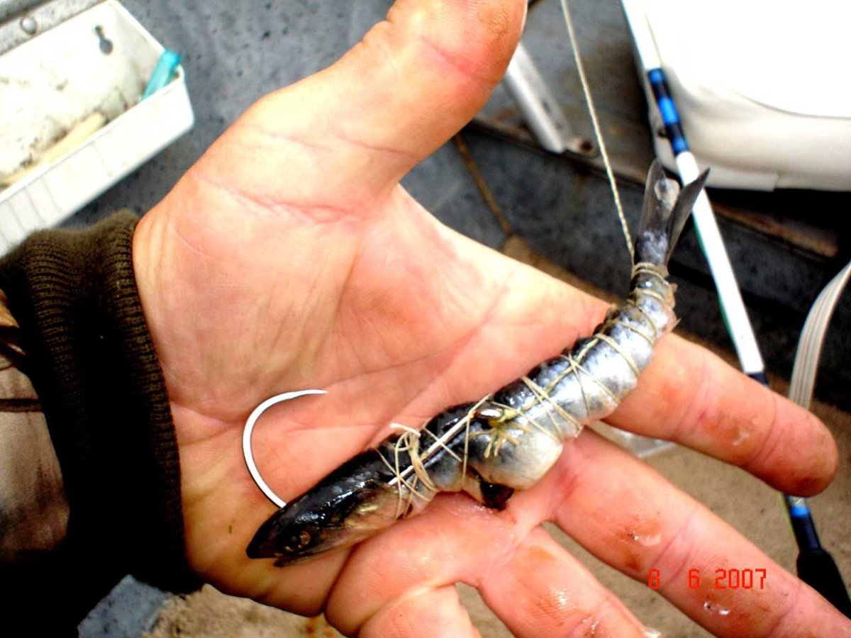 Приманка на осетра