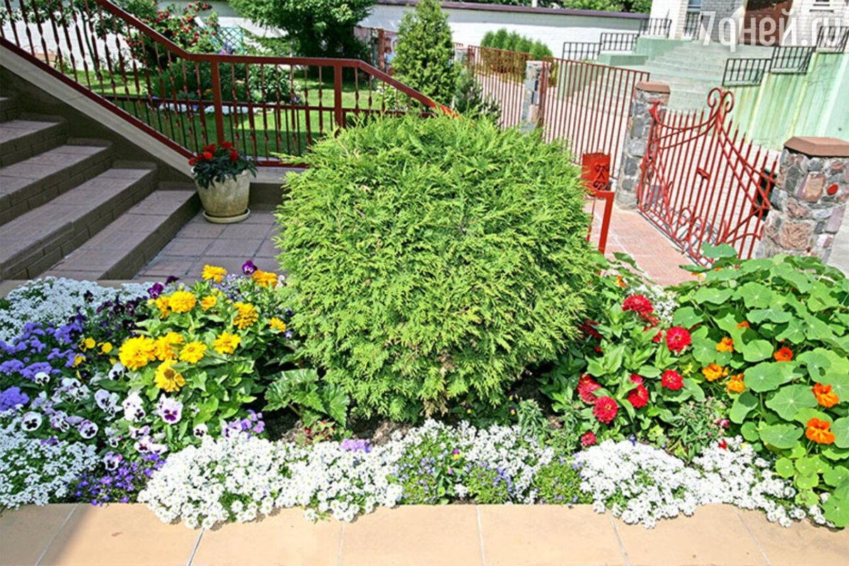 Рабатка Тунберга