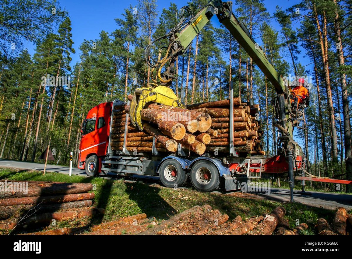 Погрузка древесины